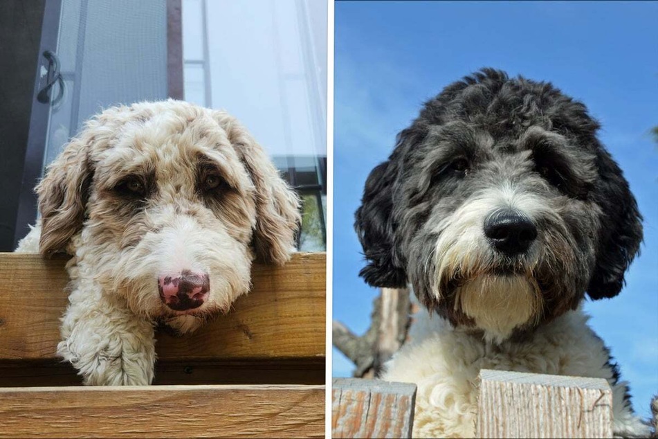 An Australian Shepherd Poodle mix is available in different coat colors.