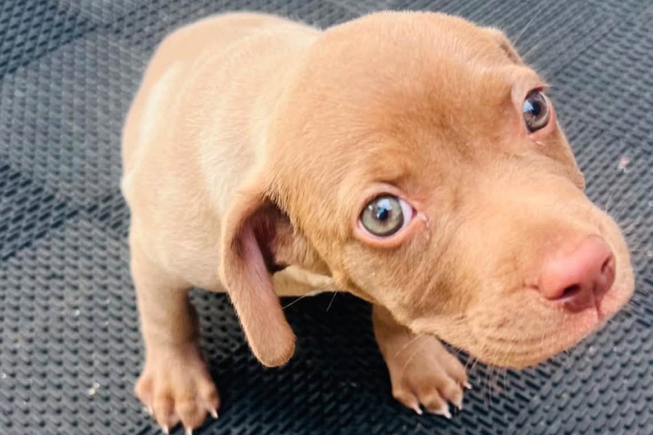 Rescuers rush to save puppy who was thrown out of moving car: "Absolutely heartbreaking"