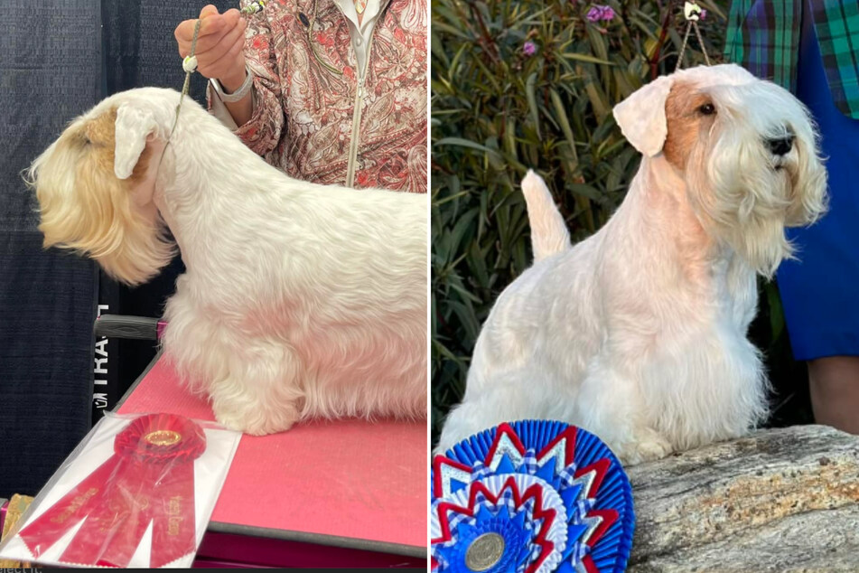 Stache the Sealyham terrier wins the 2023 National Dog Show!