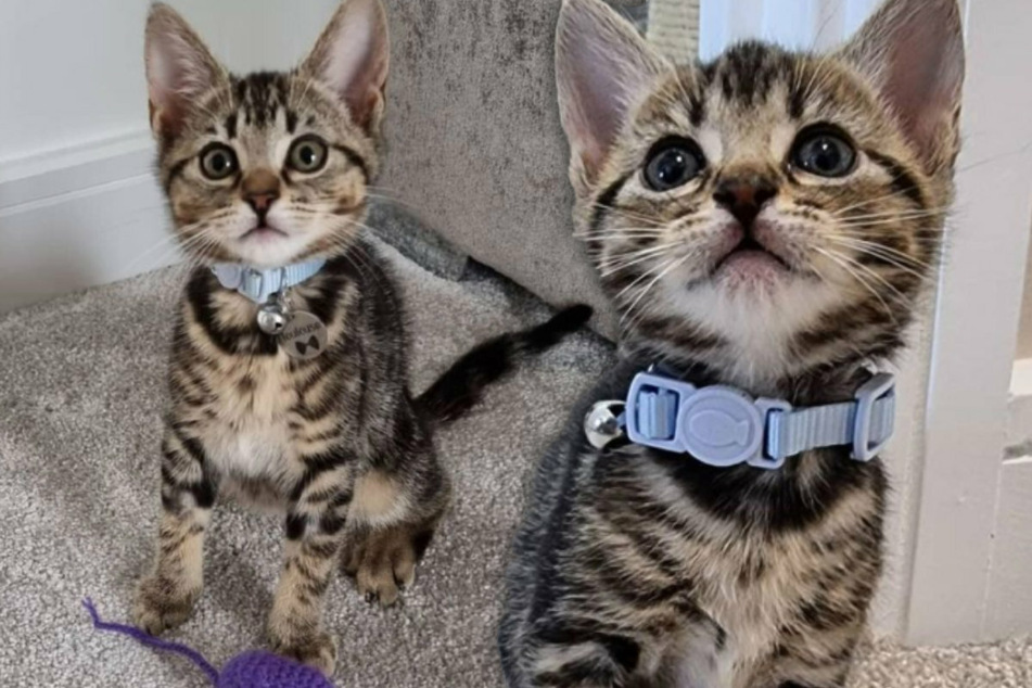Cat born without anus undergoes risky surgery to save its life