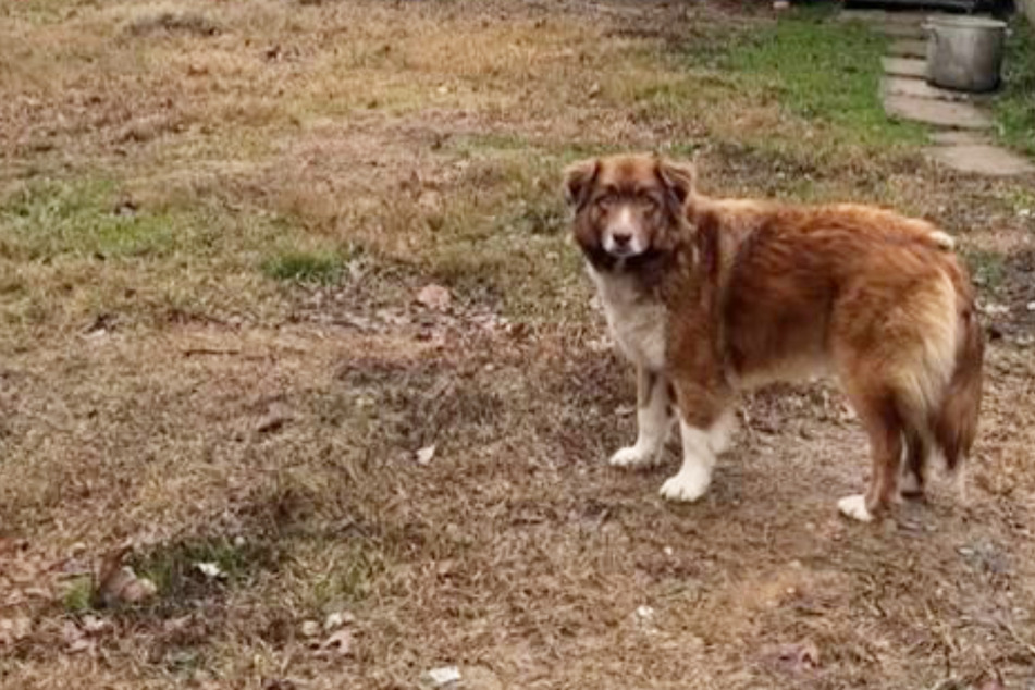 TikTokers can't get over this sweet dog's heartbreaking story