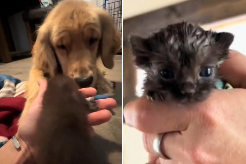 Sweet discovery – Tristan the dog had found a baby cat in need of help!