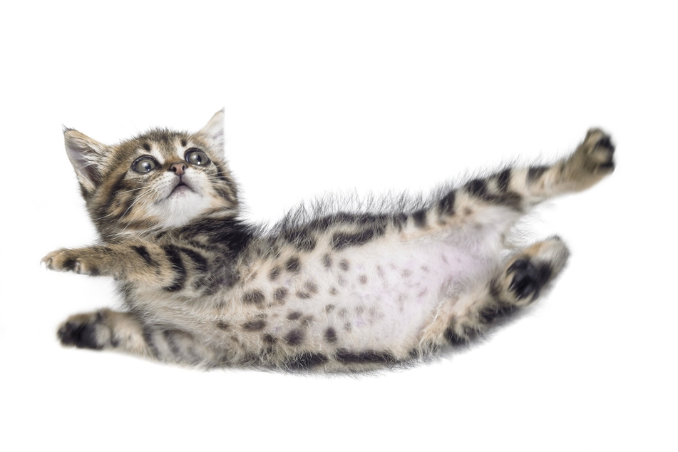 Cat's behavior when they fall is entirely instinctive.
