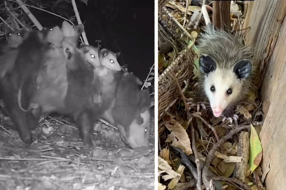 As it turned out later, a female opossum had moved in with a litter of young.