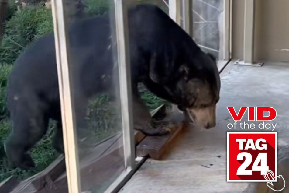 Today's Viral Video of the Day features an incredible room tour of a lodge in Australia, where guests can experience what the daily life of a bear is like!