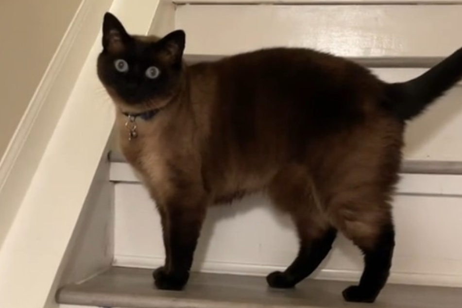 Sumo often looked demandingly at his owners, but, at first, they didn't understand what he wanted from them.