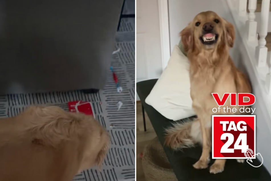 Viral Video of the Day for July 12, 2023: Naughty dog goes on hilarious guilt trip