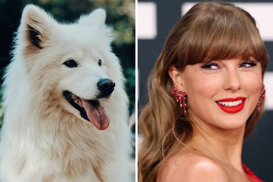 Did Taylor Swift and Travis Kelce get a dog? And puppy makes three!