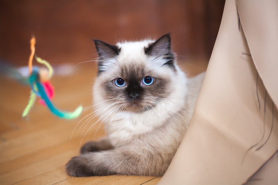 Ragdolls are incredibly naughty and significantly unintelligent.