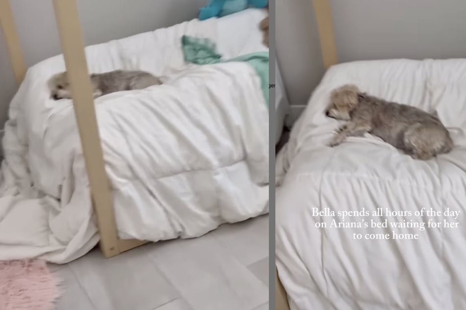 Bella the dog is still missing her best friend a year after the little girl's death.
