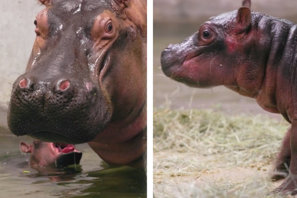 Dallas Zoo's hippo bloat is one baby bigger!