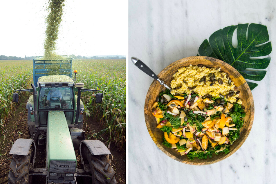 World Vegan Day: Meat consumption threatens future global food supply