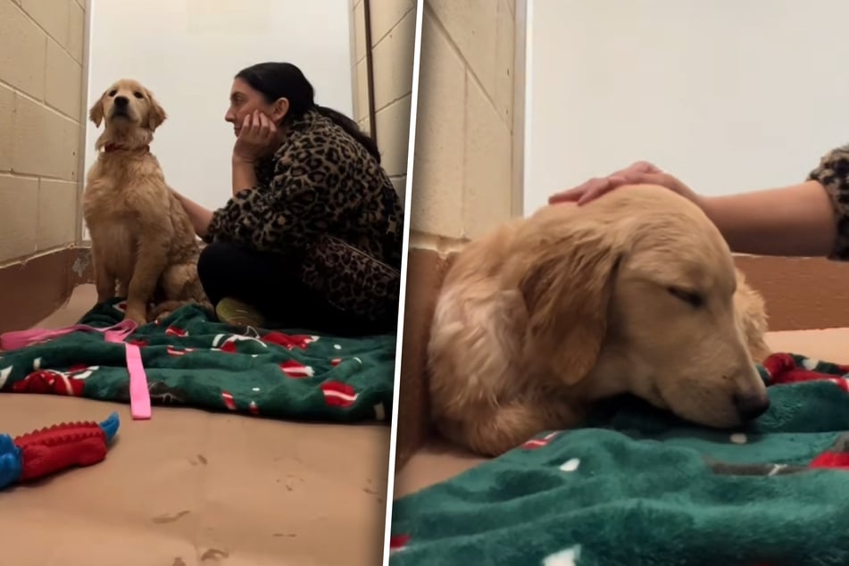 Dog shelter worker spends hours comforting frightened abandoned puppy