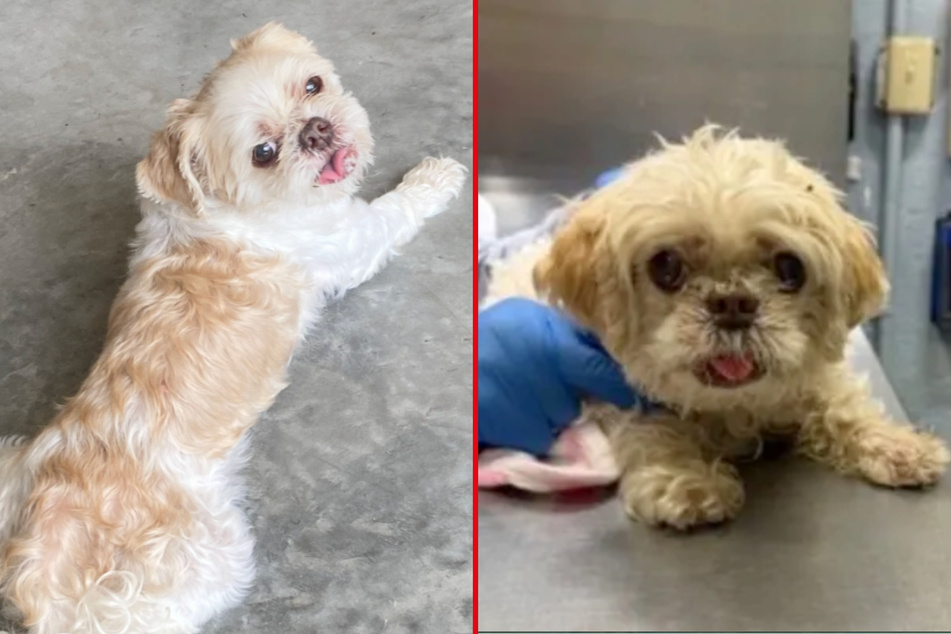 Missing dog makes 1,000-mile journey from Florida home to new York City!