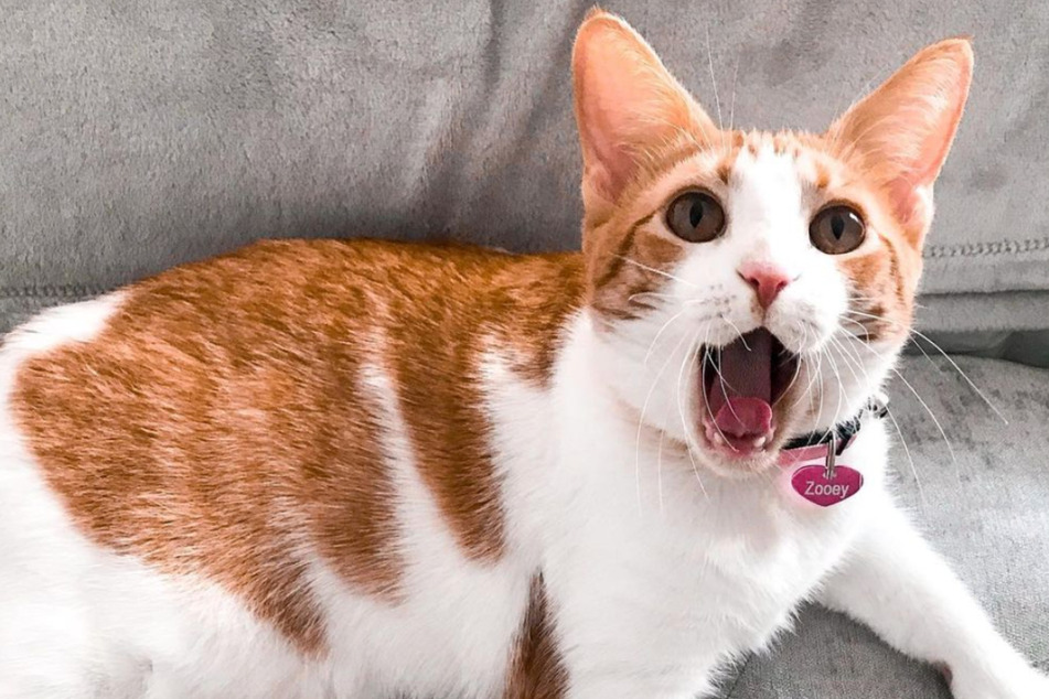 Shocked cat thrills millions on TikTok: what scares her so much?