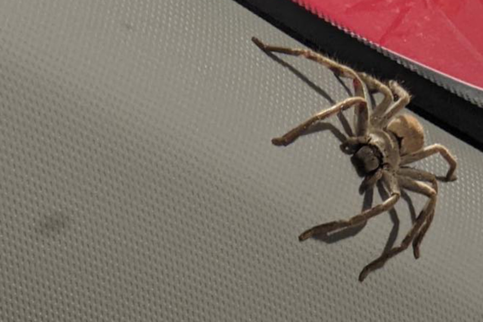 Australian woman endures nightmare spider invasion