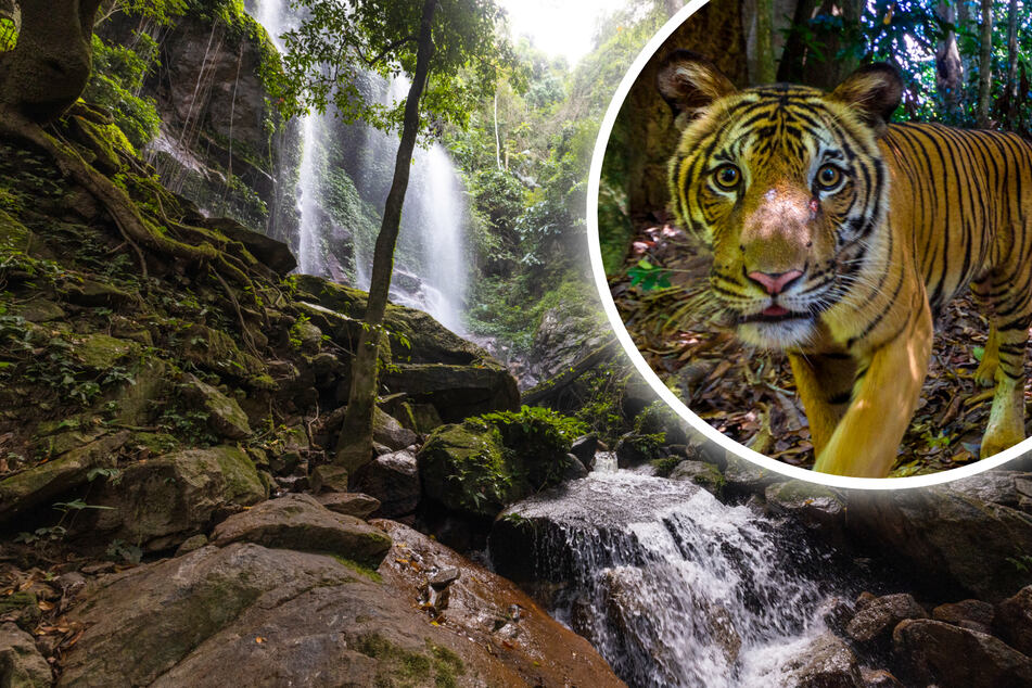 Nature photographer snaps pic of ultra rare Malaysian tiger!