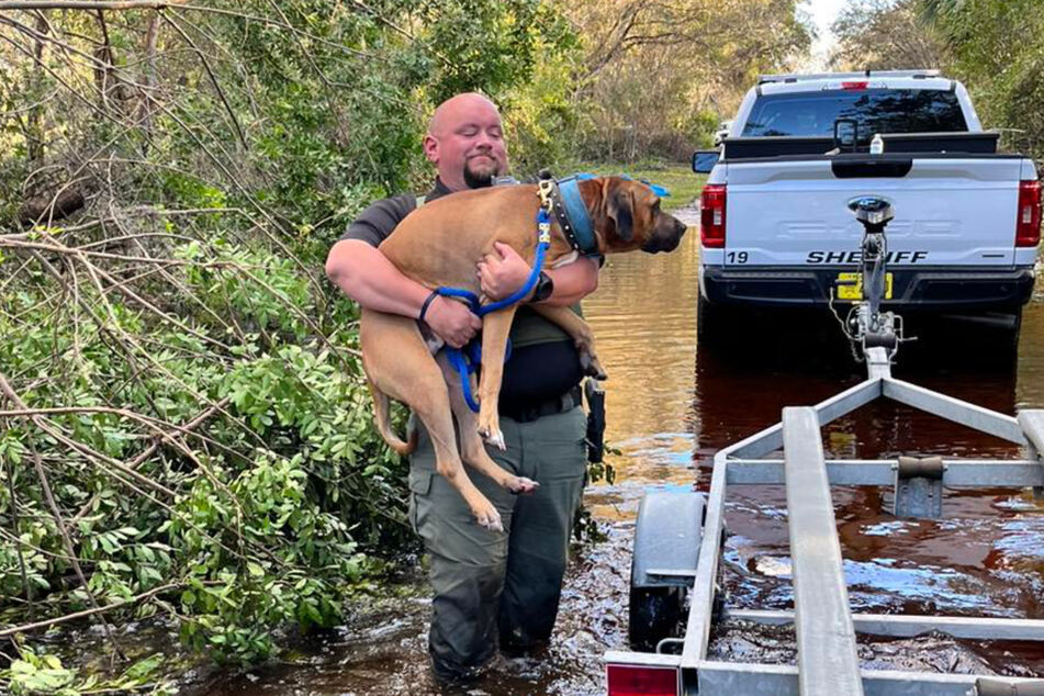 The rescued dog is thought to be between three and four years old, yet he has not been reunited with his owners.