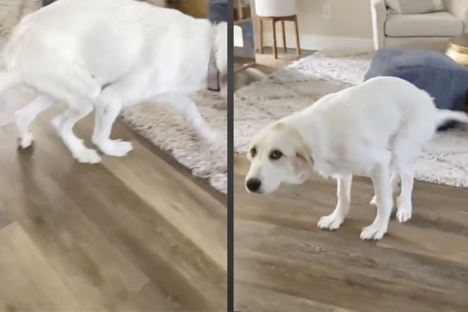 Lily the dog suffered from one of the "worst cases" of bilateral luxating patellas her vet had ever seen.