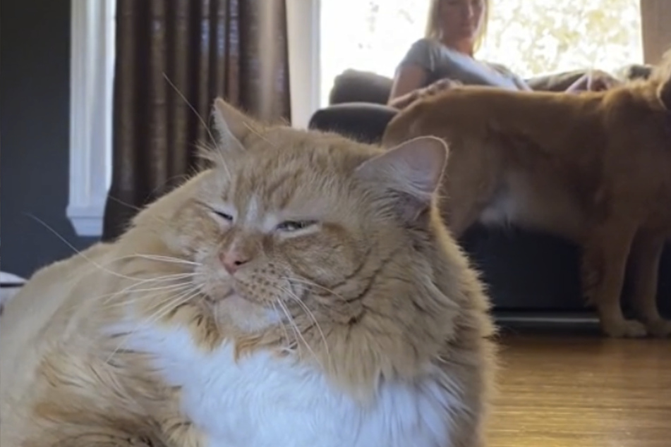 Zoey the cat looks grumpy as the family dog gets all the attention.