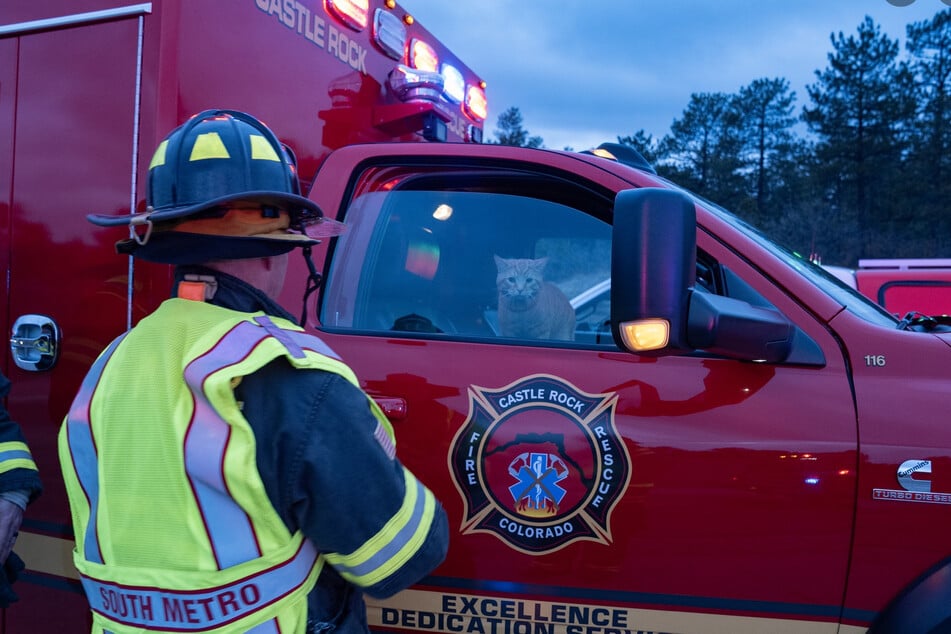 The cat just wanted to help the rescue workers at the scene of an accident.