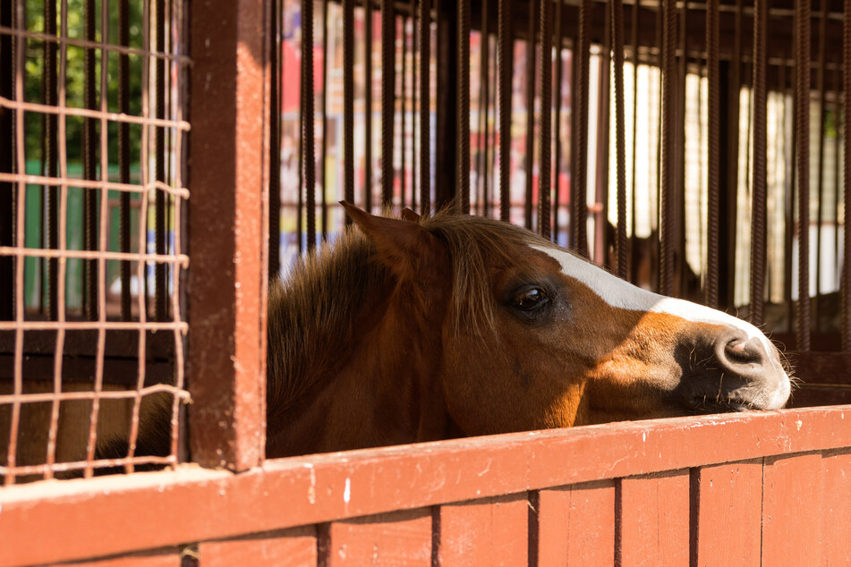 Massachusetts teen turns himself in after breaking into a stable and raping a horse
