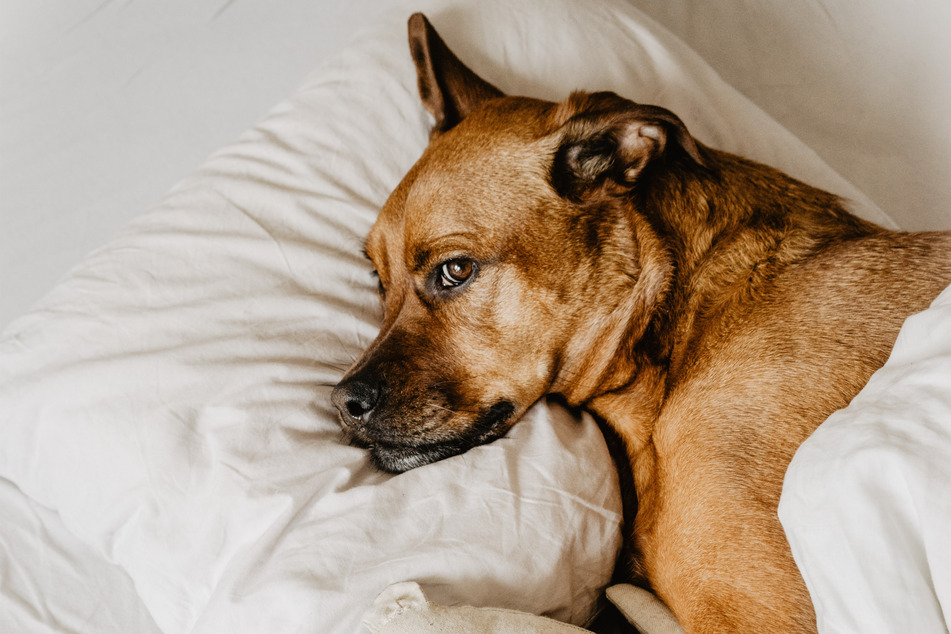 There are many dog sleeping positions worth unpacking.