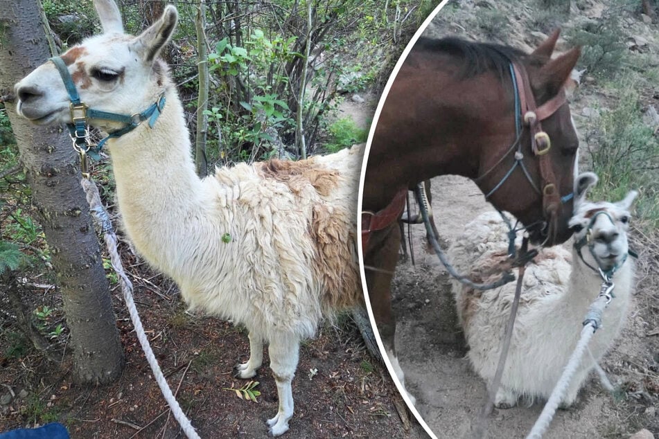 Colorado deputy struggles to lead stubborn llama out of woods in hilarious rescue