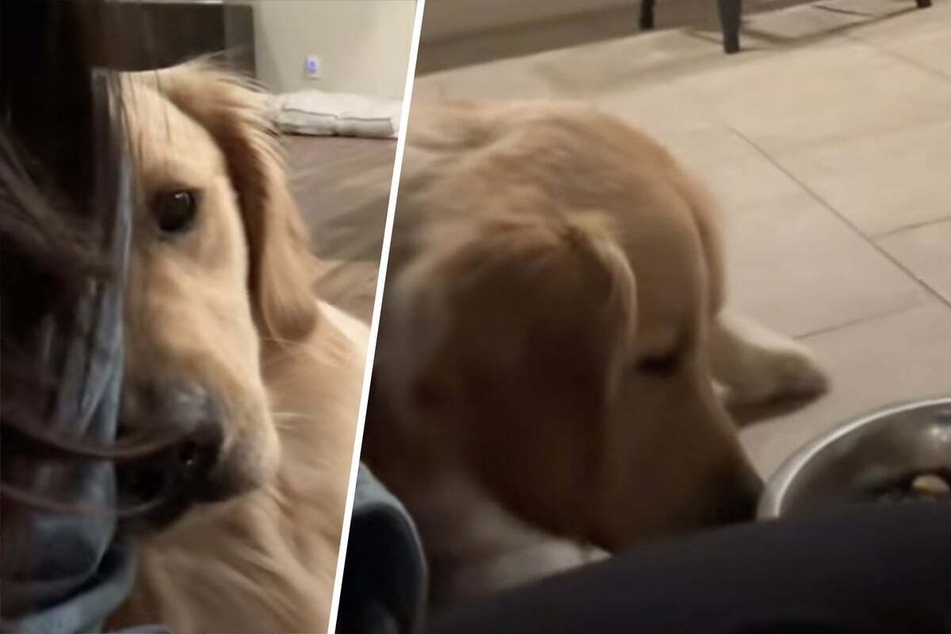 After the start of Daylight Savings, Benny the dog simply could not accept that his breakfast was being served much too early!