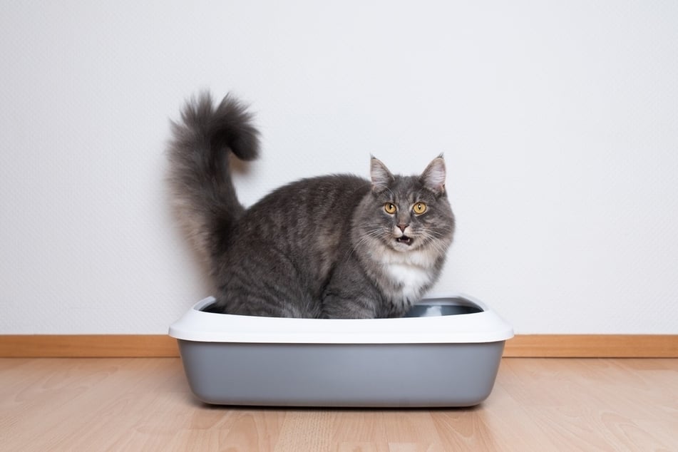 Cats often have a zoomies attack after relieving themselves.