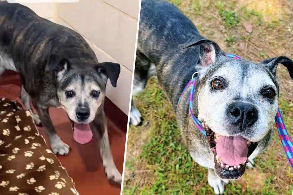Heartbroken dog looks for new family: "The plan was to grow old together"