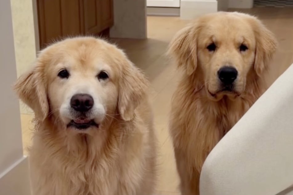 Dog owner adopts another golden retriever to entertain her older one – but things don't go to plan!