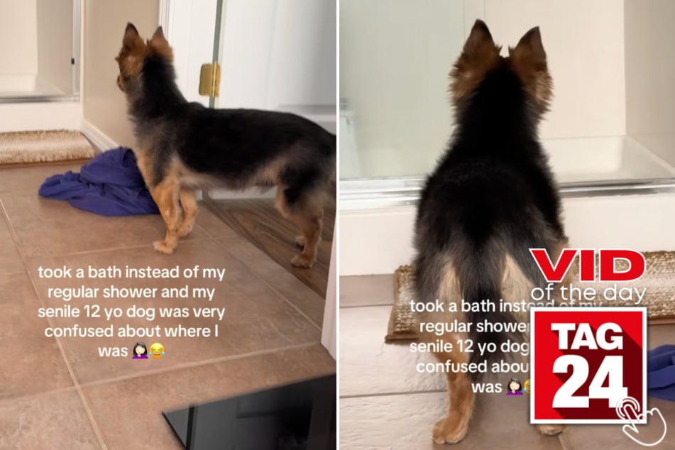 Morgan swapped her usual shower for a bath - and her 12-year-old dog Koda had absolutely no idea where she went.