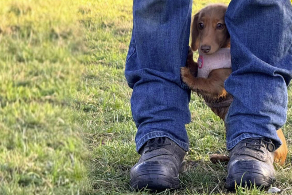 Dachshund puppy goes to the dog park for the first time, and her sweet reaction is everything: "Just a baby"
