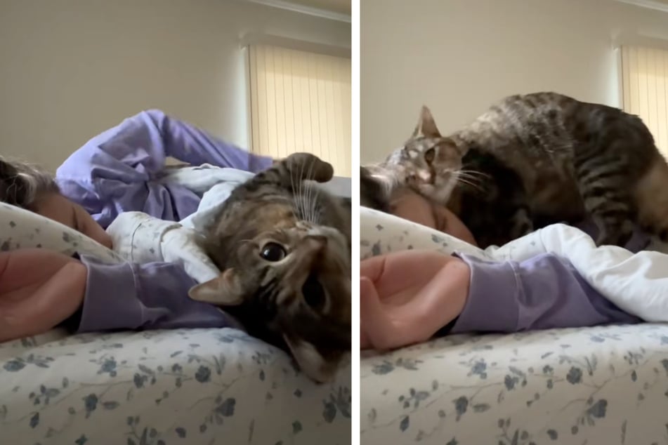 Cat's adorable way of waking up owner goes viral: "Sleeping in? Never heard of her"