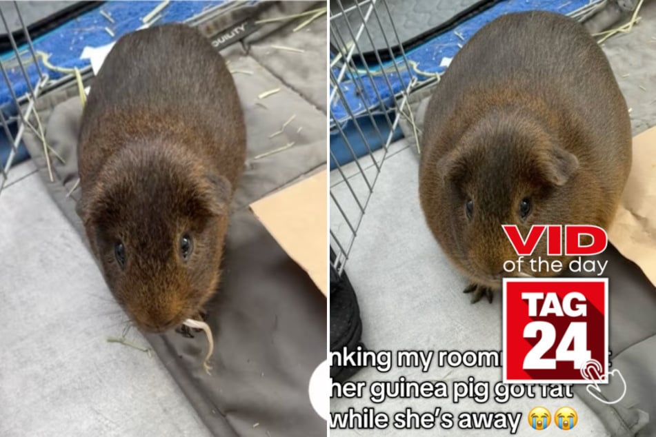 Viral Video of the Day for December 2, 2025: TikToker hilariously pranks roommate with "obese" guinea pig