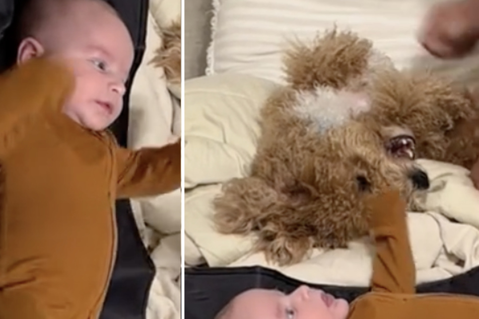 Diaper parity! Dog get jealous of new baby in hilarious viral video