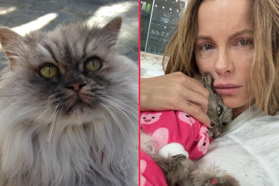 Cats are beloved and beautiful pets, and a devastating loss when they pass.