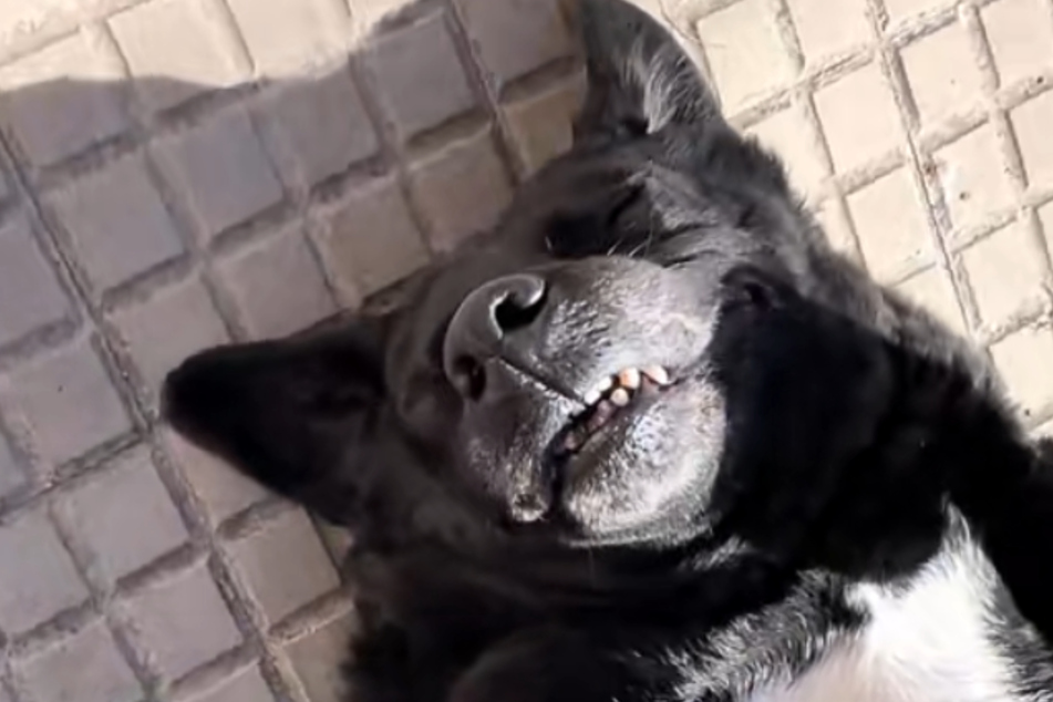 Morcilla was chilling – thank goodness the ultra‑relaxed dog wasn’t dead.