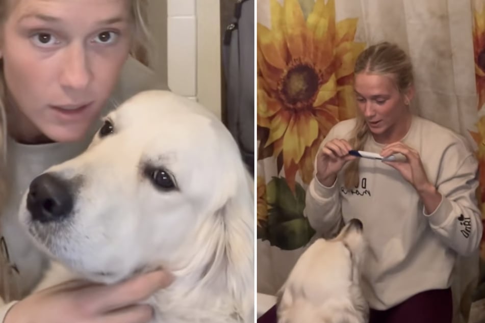 Dog stays by owner's side in heartwarming pregnancy test video!