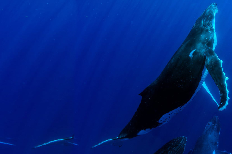 Whales ingest millions of microplastics a day as shown in alarming study