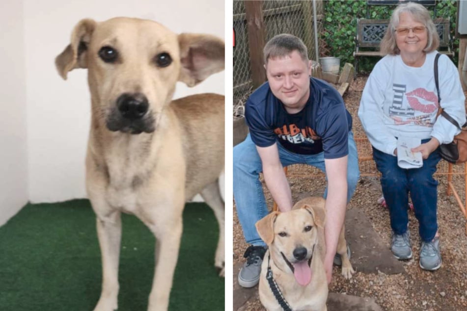 This family wanted to give a dog from an animal shelter a second chance, but they soon returned because they just couldn't get another four-legged friend out of their heads.