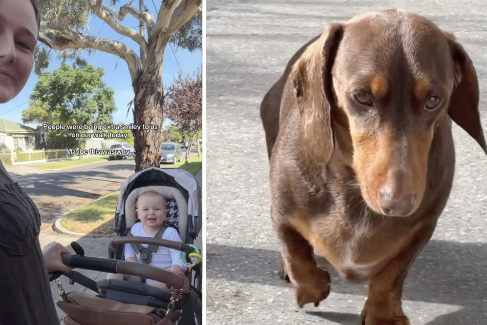 Baby Louis was born about a year ago, and since then Chey has been hoping for him and her dog to become good friends.