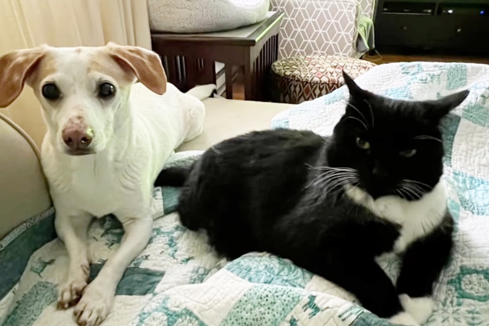 Luna got along with everyone in the house after a brief adjustment period – even the dog!