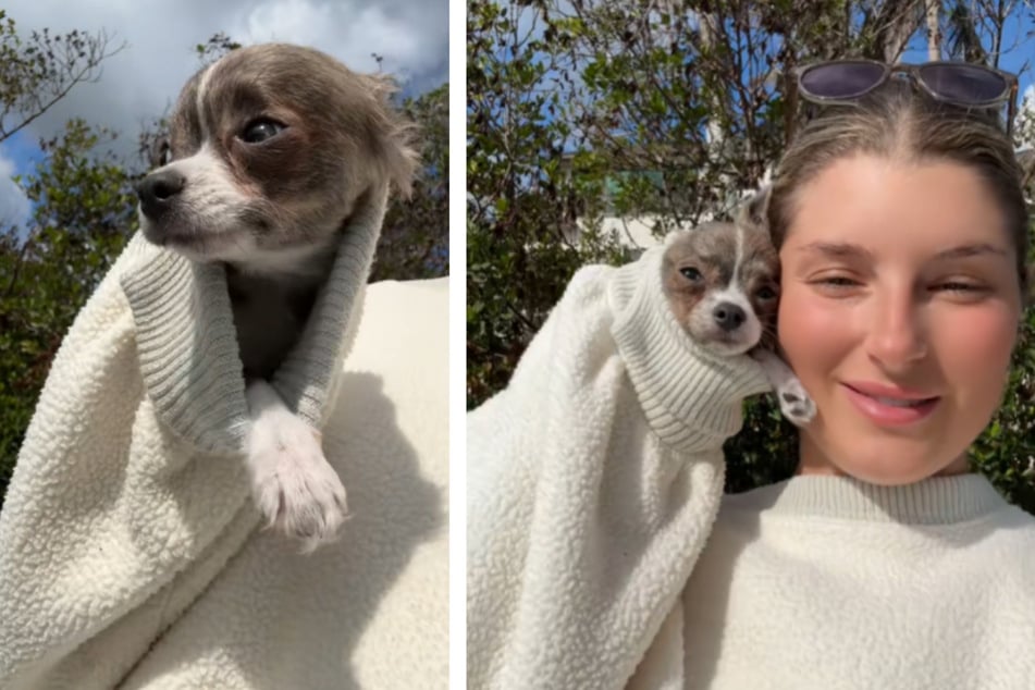 Dog owner shows off her tiny Chihuahua's adorable new hiding spot