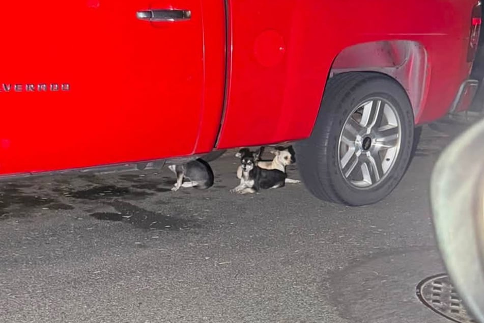 Three little dogs were hiding under a truck – this was one heck of a rescue!