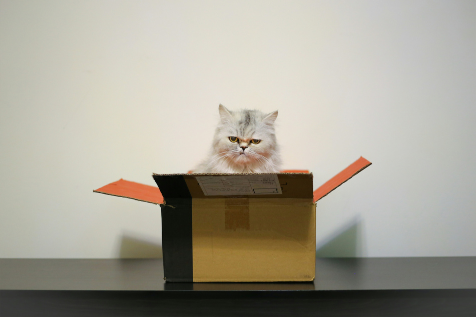 No, a literal box is not good enough as a cat carrier.