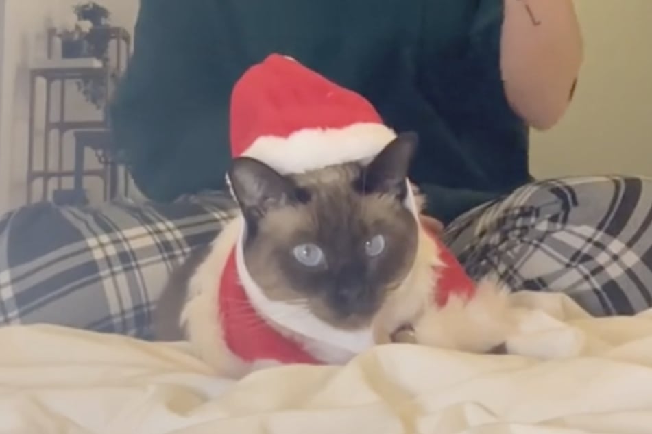 Bean the cat is now enjoying a great life in her new home, and the only thing the cat seems to have a problem with these days is Christmas!