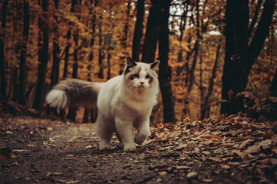 The most iconic and identifying feature of the ragdoll is its big bushy tail.