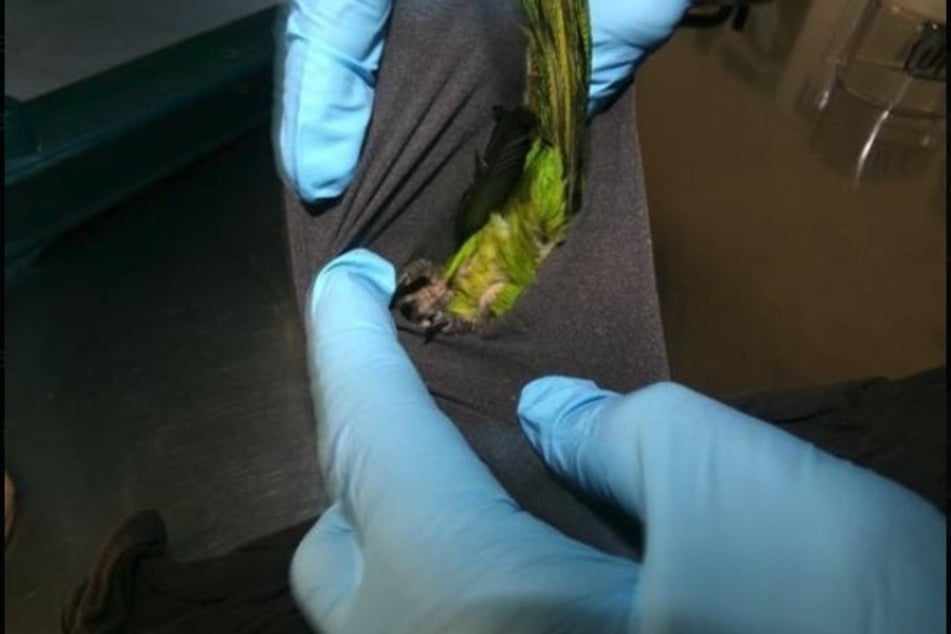 The officers found two specimens of the endangered parakeet in bags that came to light during the examination of Martinez's underpants.